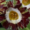 Auricula Mazetta Stripe - Abriachan Nurseries